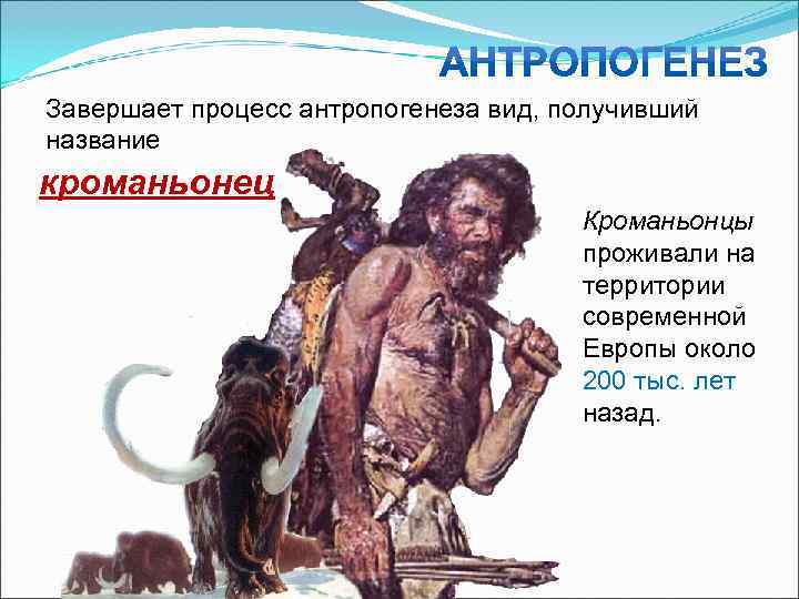 Завершает процесс антропогенеза вид, получивший название кроманьонец    Кроманьонцы   