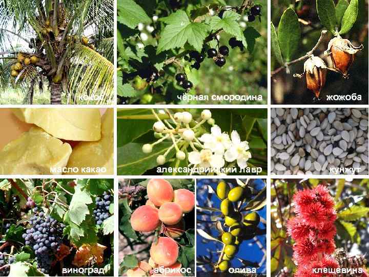  кокос  чёрная смородина жожоба масло какао  александрийский лавр кунжут  виноград