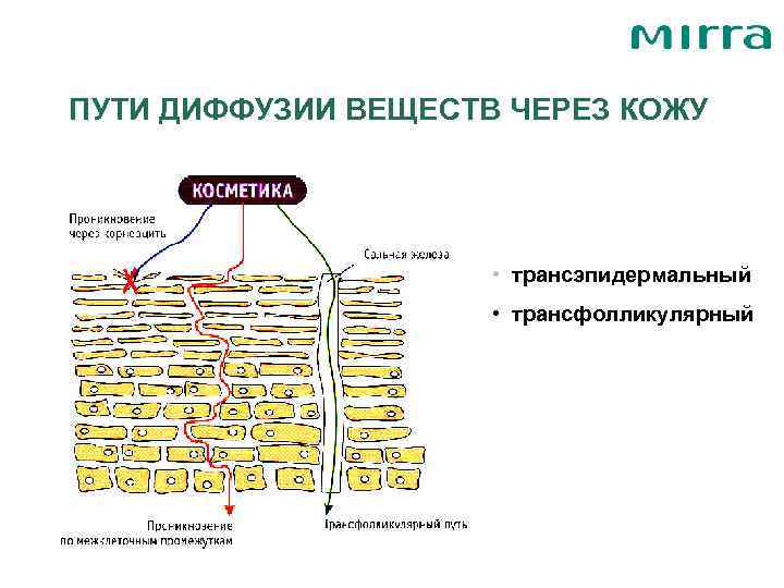 ПУТИ ДИФФУЗИИ ВЕЩЕСТВ ЧЕРЕЗ КОЖУ      • трансэпидермальный  