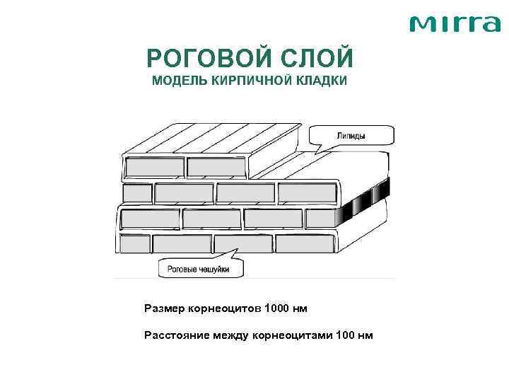 РОГОВОЙ СЛОЙ МОДЕЛЬ КИРПИЧНОЙ КЛАДКИ Размер корнеоцитов 1000 нм Расстояние между корнеоцитами 100 нм