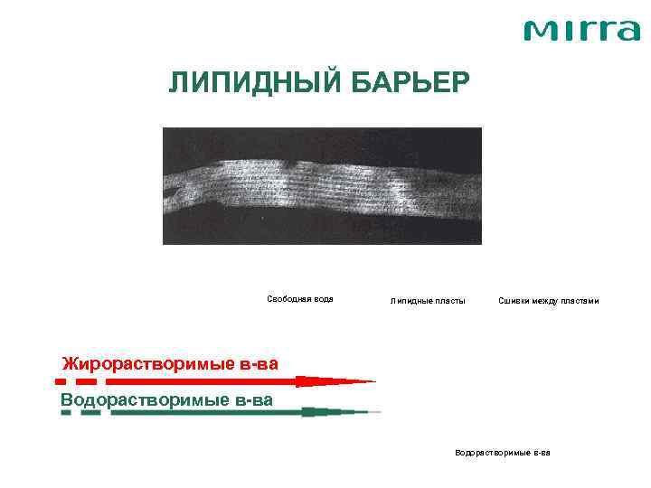    ЛИПИДНЫЙ БАРЬЕР    Свободная вода  Липидные пласты Сшивки
