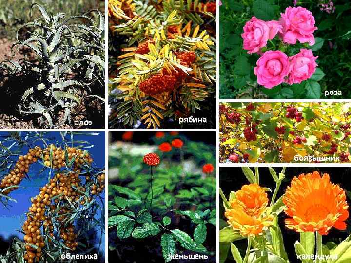       роза алоэ  рябина    