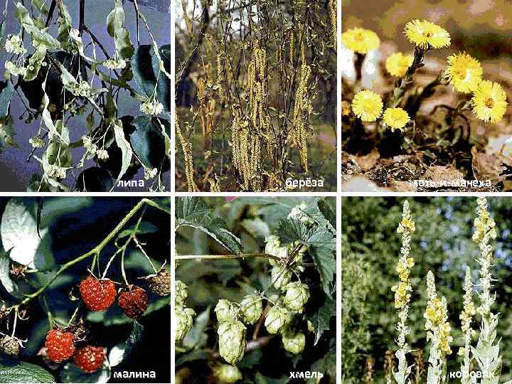 липа берёза  мать-и-мачеха малина  хмель   коровяк 