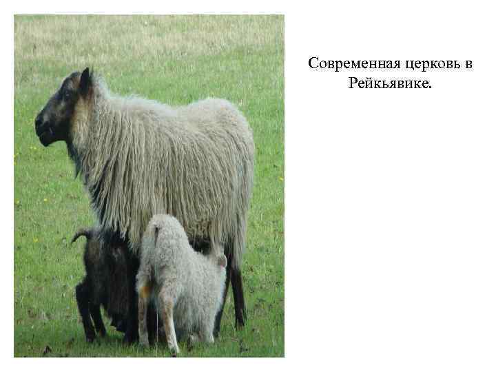 Современная церковь в  Рейкьявике. 