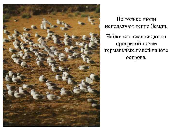 Не только люди используют тепло Земли. Чайки сотнями сидят на прогретой почве термальных полей