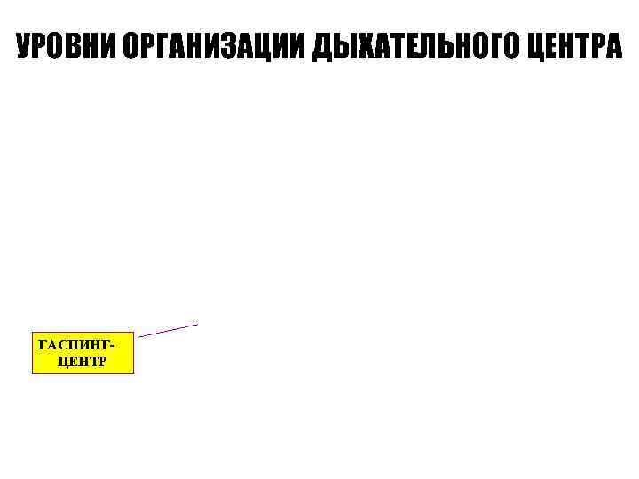 УРОВНИ ОРГАНИЗАЦИИ ДЫХАТЕЛЬНОГО ЦЕНТРА ГАСПИНГ-  ЦЕНТР 