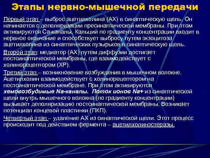  Этапы нервно-мышечной передачи Первый этап – выброс ацетилхолина (АХ) в синаптическую щель. Он