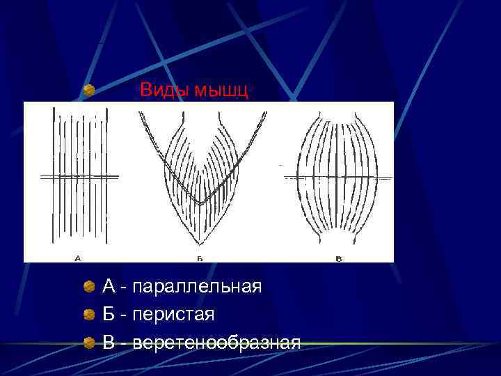   Виды мышц А - параллельная Б - перистая В - веретенообразная 