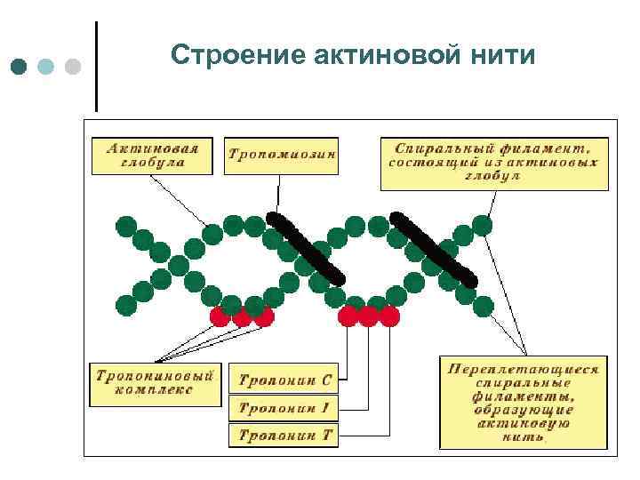 Строение актиновой нити 