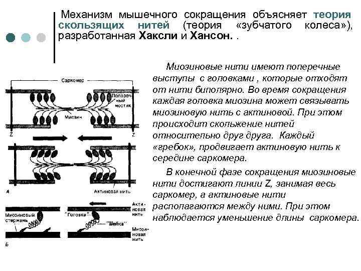 Скользящие нити. Физиология мышц механизм мышечного сокращения. Теория сокращения мышечного волокна. Молекулярный механизм мышечного сокращения скелетной мышцы.. Последовательность процессов мышечного сокращения.