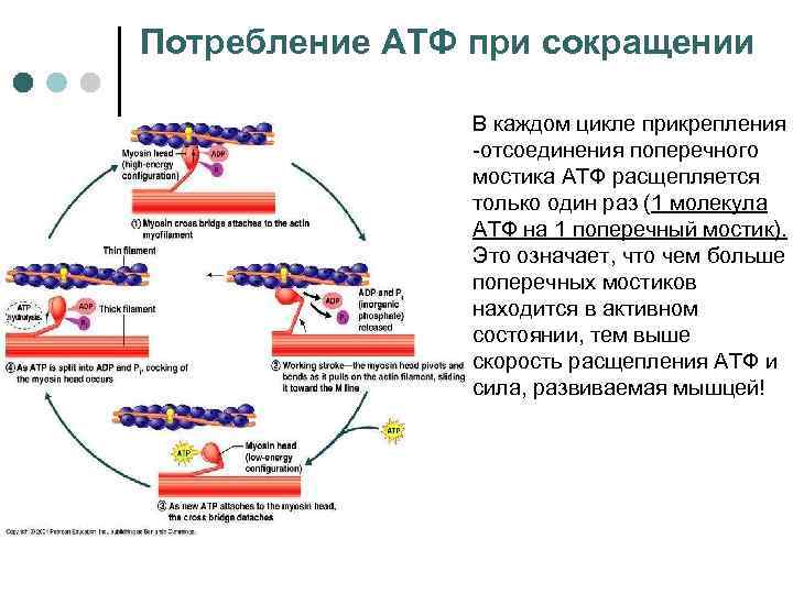Потребление АТФ при сокращении   В каждом цикле прикрепления   -отсоединения поперечного