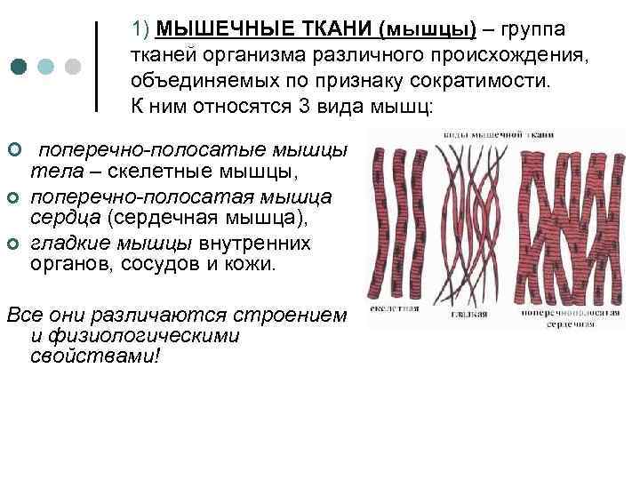   1) МЫШЕЧНЫЕ ТКАНИ (мышцы) – группа   тканей организма различного происхождения,