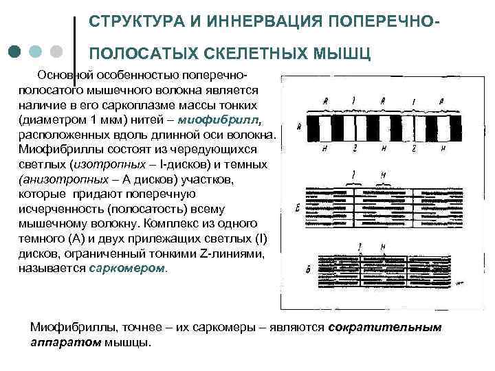 Сокращение поперечно полосатой мускулатуры. Механизм сокращения поперечно-полосатых мышечных. Механизм сокращения поперечно-полосатых мышечных клеток.. Механизм мышечного сокращения в поперечно-полосатой мышце. Механизм сокращения поперечно-полосатых мышечных клеток физиология.