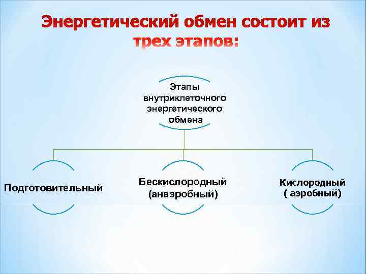     Этапы    внутриклеточного     энергетического