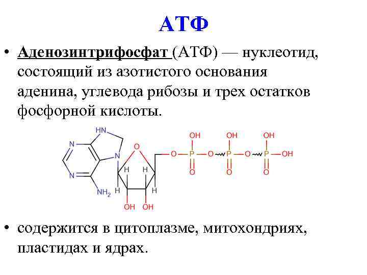 Атф находится. Строение АТФ И АДФ. АТФ И другие нуклеотиды витамины. Строение молекулы АТФ. Нуклеотид АТФ рисунок.