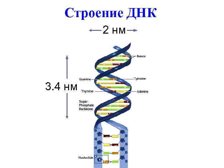   Строение ДНК   2 нм 3. 4 нм 