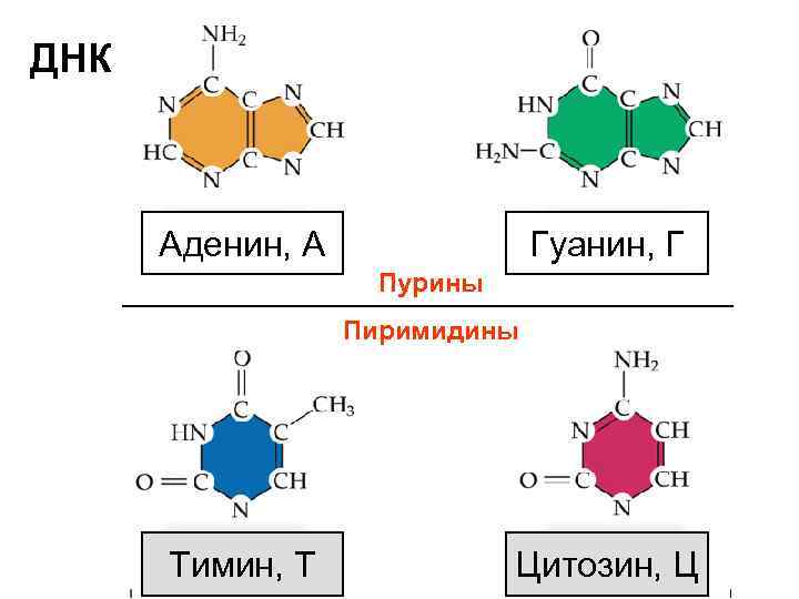 ДНК   Аденин, А    Гуанин, Г    