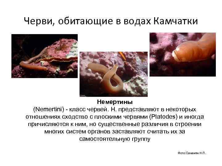 Черви, обитающие в водах Камчатки      Немертины  (Nemertini) -