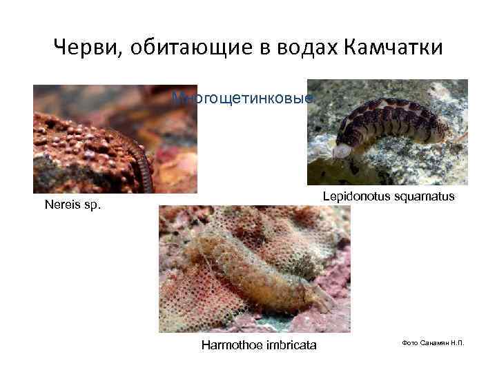  Черви, обитающие в водах Камчатки    Многощетинковые    