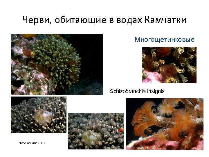  Черви, обитающие в водах Камчатки      Многощетинковые  