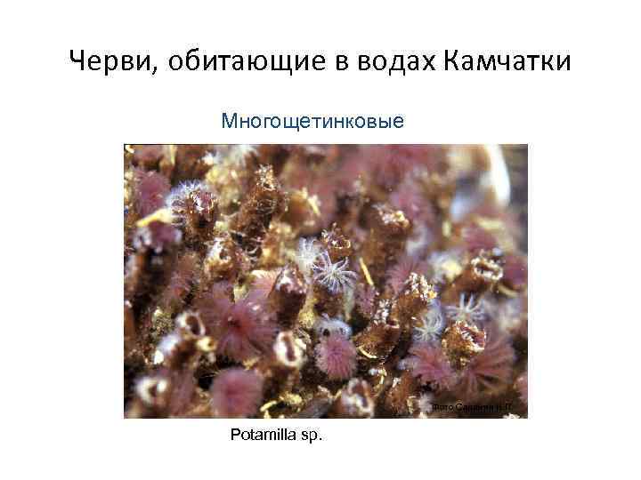 Черви, обитающие в водах Камчатки   Многощетинковые      