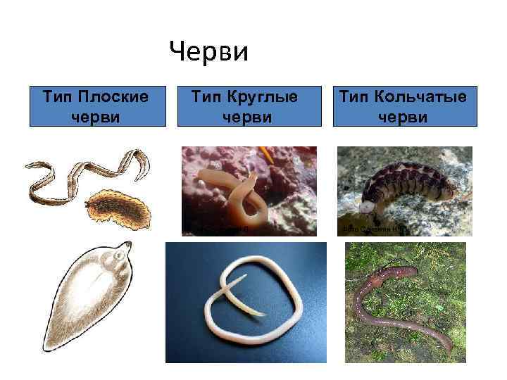    Черви Тип Плоские Тип Круглые  Тип Кольчатые  черви 