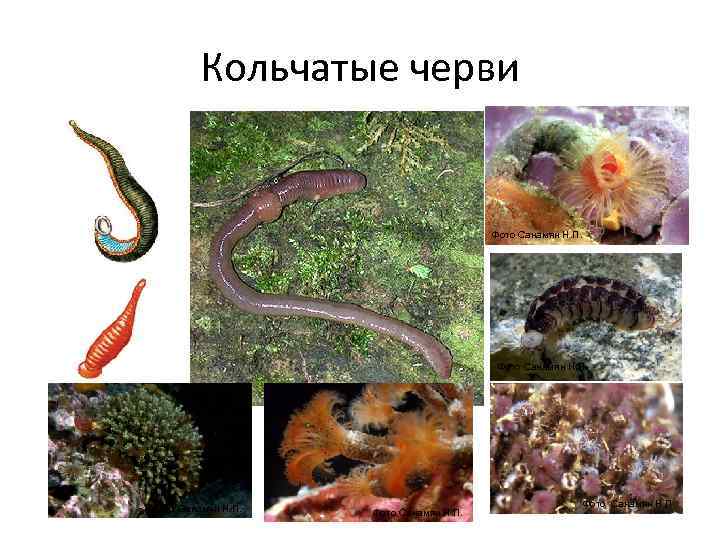    Кольчатые черви        Фото Санамян
