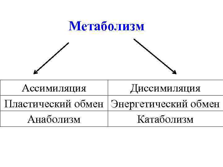 Обмен веществ метаболизм ассимиляция