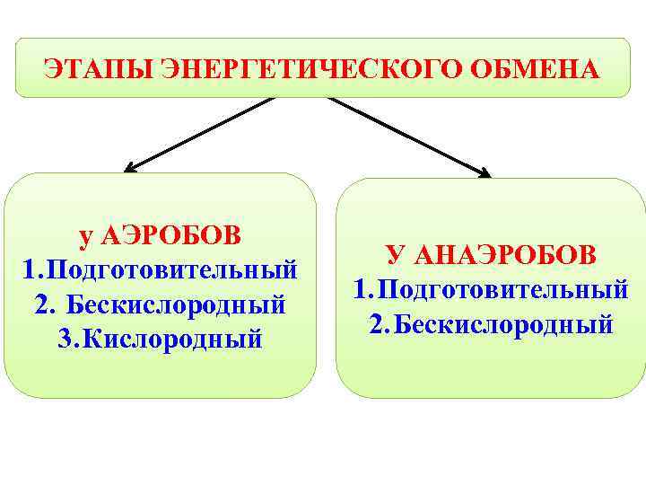  ЭТАПЫ ЭНЕРГЕТИЧЕСКОГО ОБМЕНА  у АЭРОБОВ     У АНАЭРОБОВ 1.