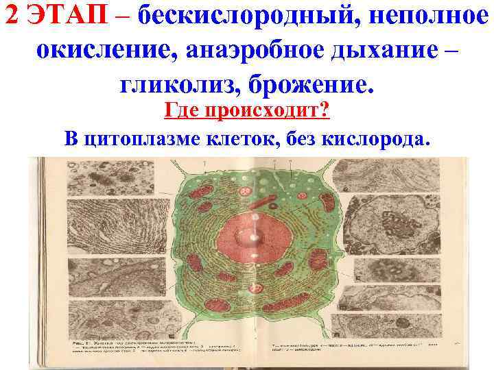 2 ЭТАП – бескислородный, неполное  окисление, анаэробное дыхание –   гликолиз, брожение.
