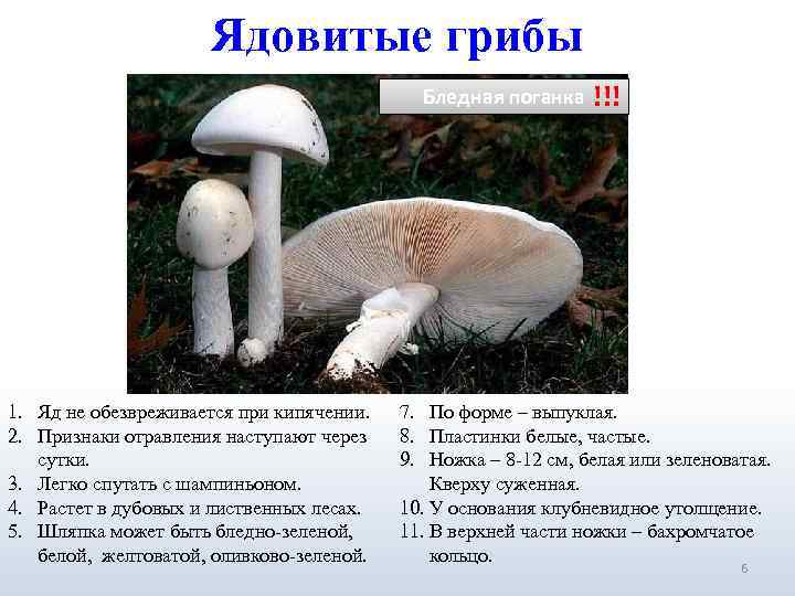      Ядовитые грибы     Бледная поганка 