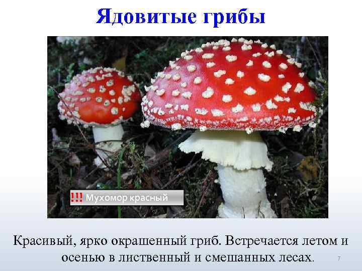   Ядовитые грибы   !!! Мухомор красный  Красивый, ярко окрашенный гриб.