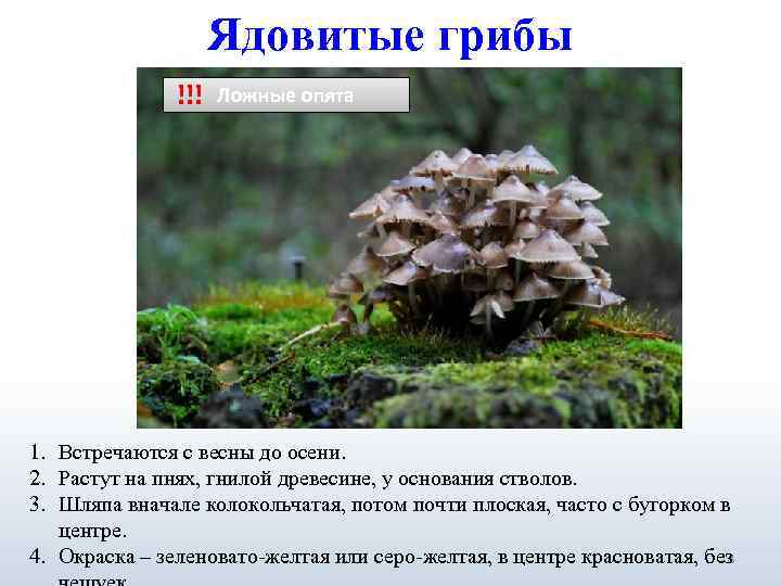      Ядовитые грибы    !!!  Ложные опята