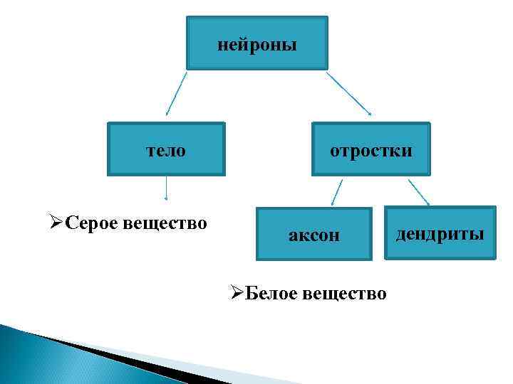    нейроны   тело    отростки  ØСерое вещество