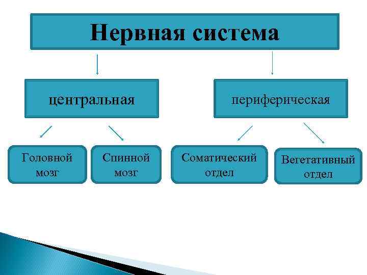   Нервная система центральная   периферическая  Головной  Спинной  Соматический