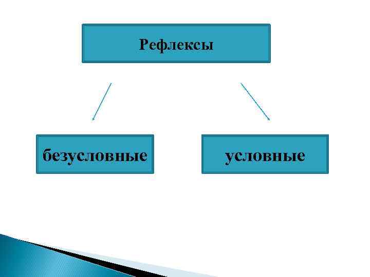    Рефлексы безусловные   условные 