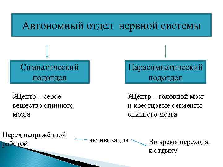  Автономный отдел нервной системы  Симпатический    Парасимпатический  подотдел 