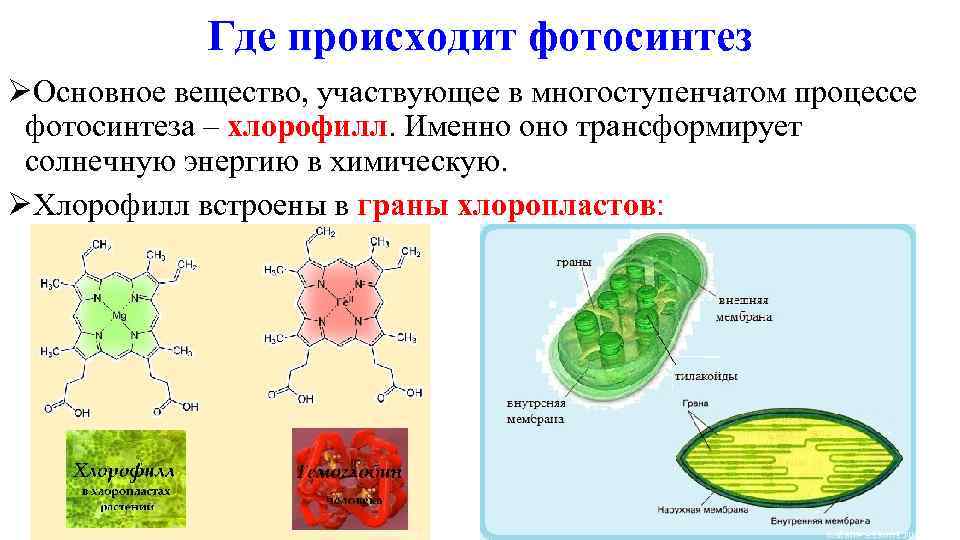    Где происходит фотосинтез Ø Основное вещество, участвующее в многоступенчатом процессе 