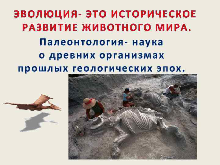 ЭВОЛЮЦИЯ- ЭТО ИСТОРИЧЕСКОЕ  РАЗВИТИЕ ЖИВОТНОГО МИРА.  Палеонтология- наука о древних организмах 