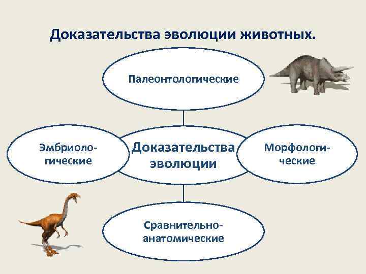  Доказательства эволюции животных.    Палеонтологические Эмбриоло-  Доказательства  Морфологи- гические