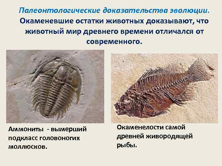  Палеонтологические доказательства эволюции.  Окаменевшие остатки животных доказывают, что животный мир древнего времени