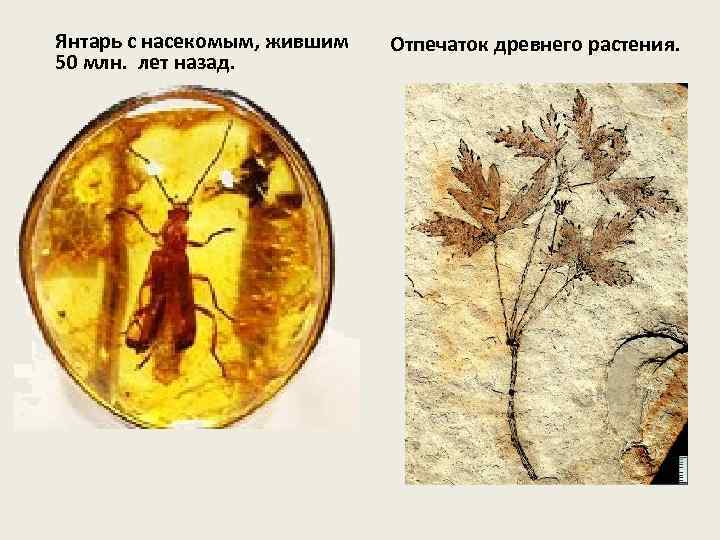 Янтарь с насекомым, жившим  Отпечаток древнего растения. 50 млн.  лет назад. 