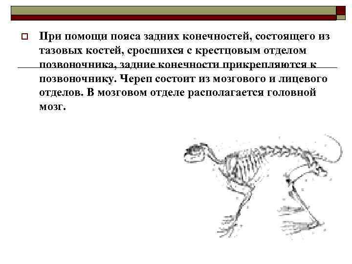 o  При помощи пояса задних конечностей, состоящего из тазовых костей, сросшихся с крестцовым