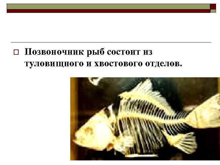 o  Позвоночник рыб состоит из туловищного и хвостового отделов. 