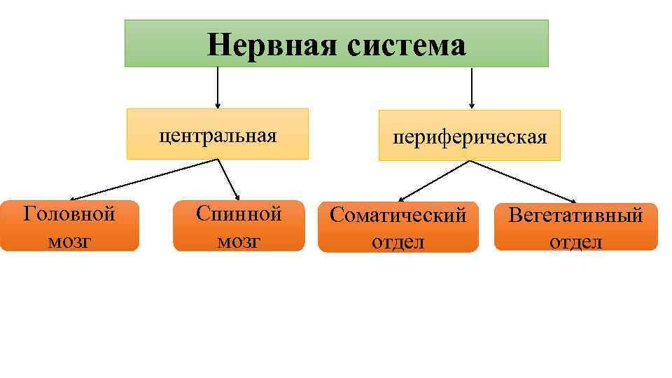 Схема подразделения нервной системы на центральную и периферическую