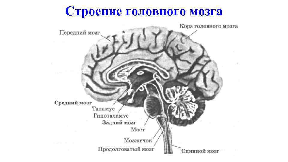 Структура головного и спинного мозга