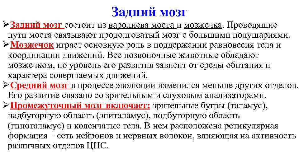 Задний мозг. Функции заднего мозга кратко. Задний мозг состоит. Задний мозг кратко. Задний мозг состоит функции.