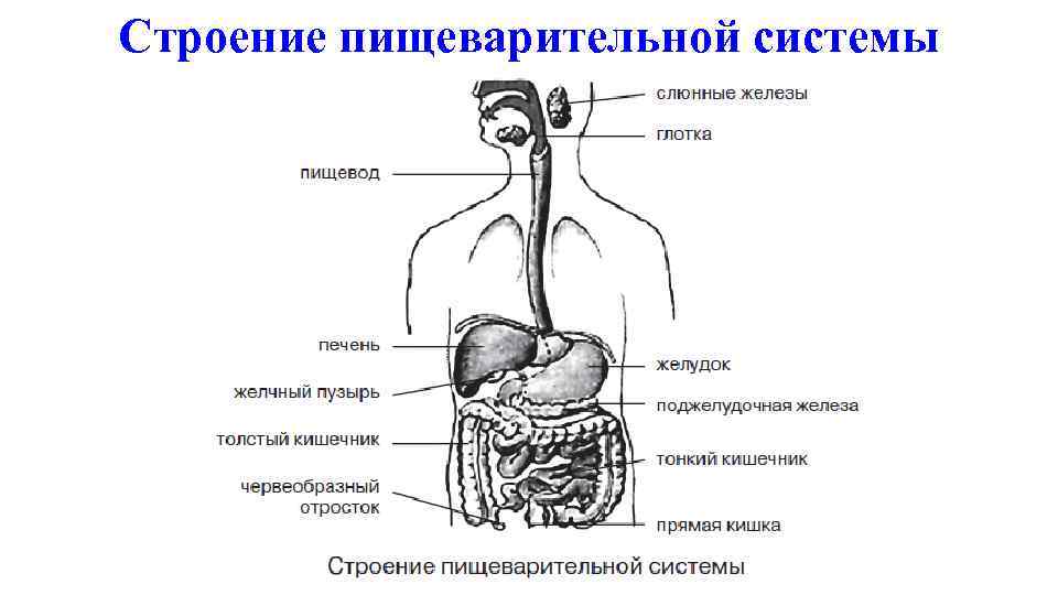 Строение пищеварительной системы человека схема