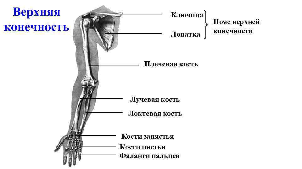 Какой цифрой на рисунке обозначена плечевая кость