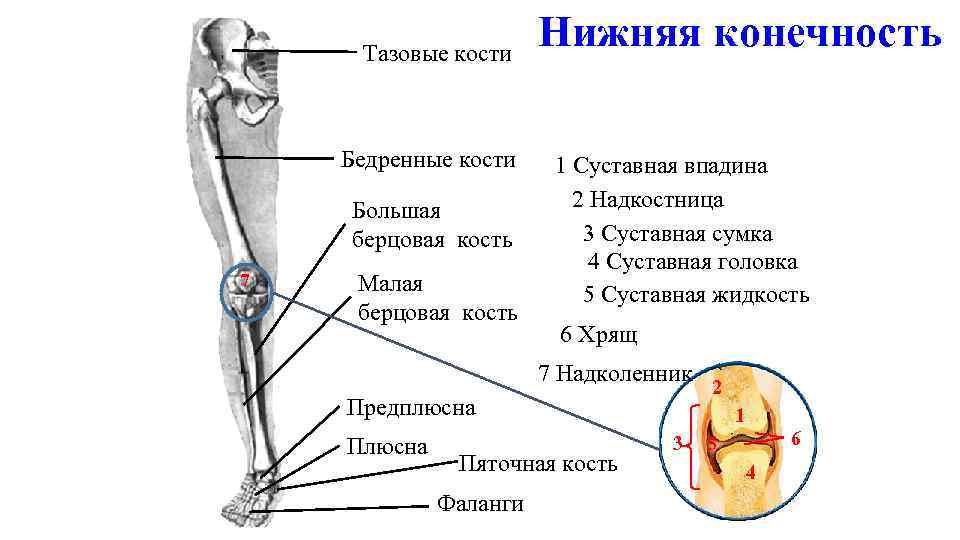 Тазобедренные кости человека фото с описанием